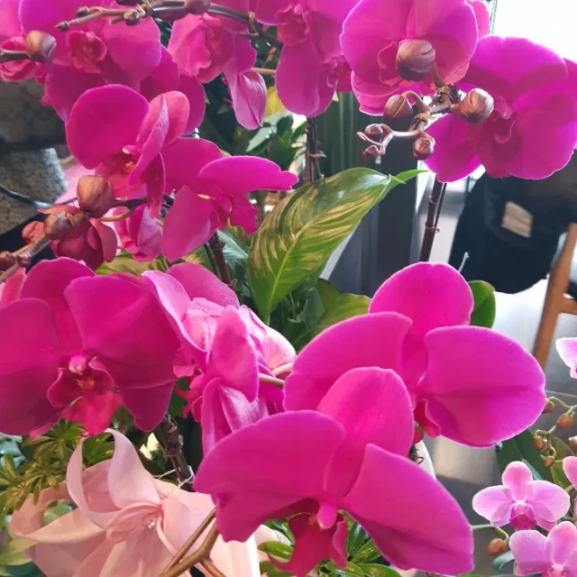 보라빚