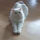 모찌