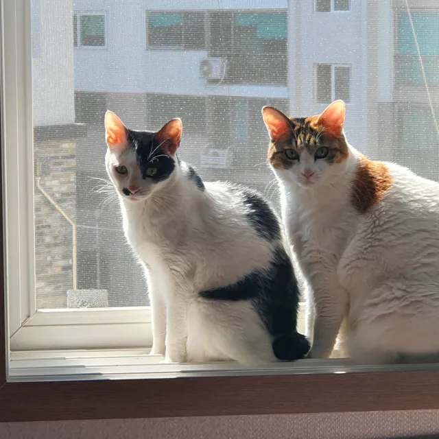투캐츠