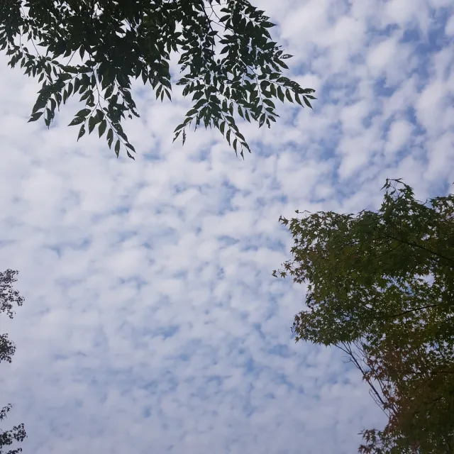 라안