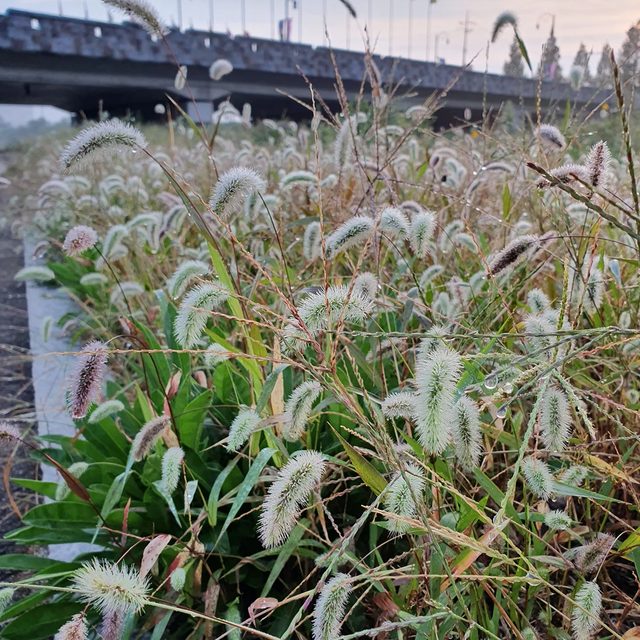 빨간우산