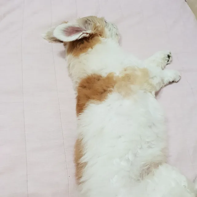 짱이