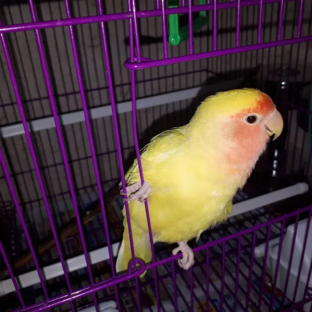 profile
