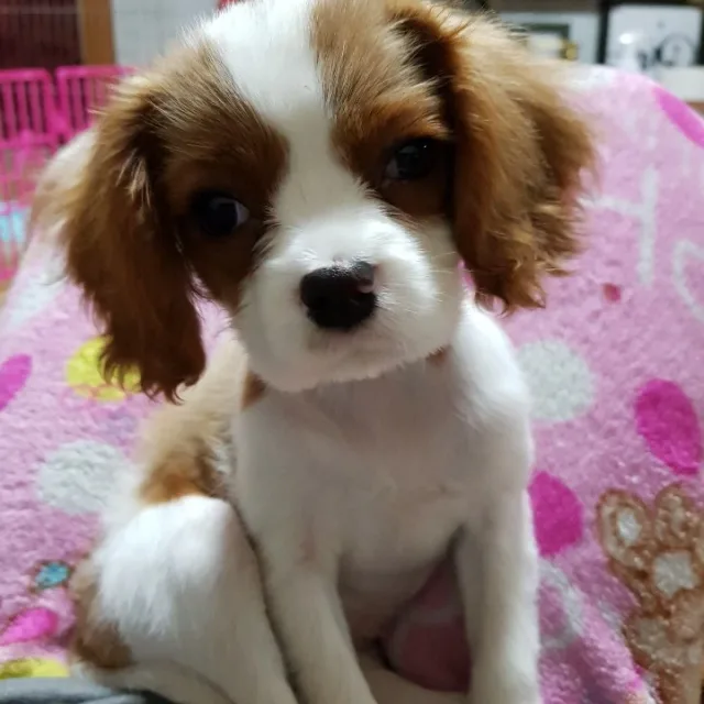 뽀샤시까르르