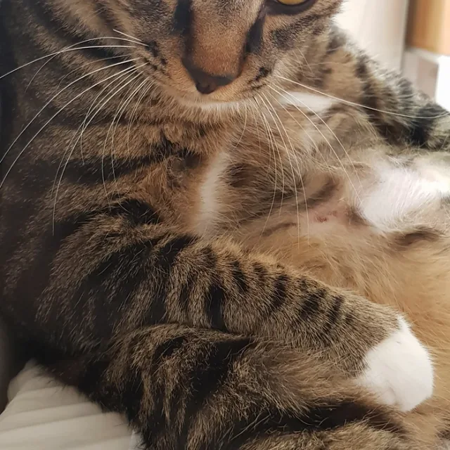 냠이