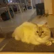 양이