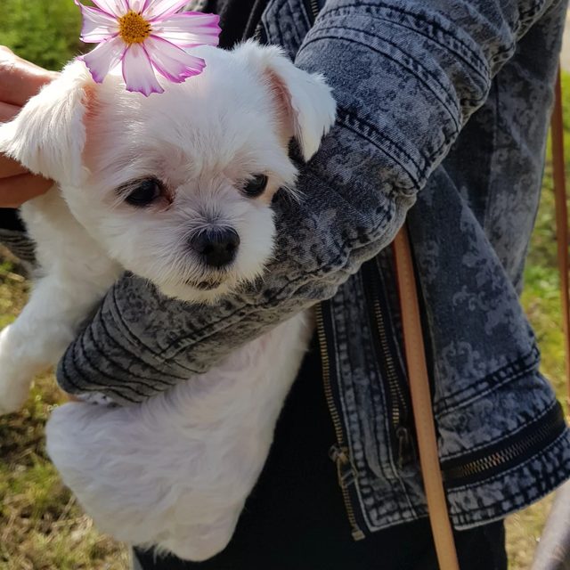 행복