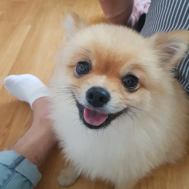 으랏짜짜
