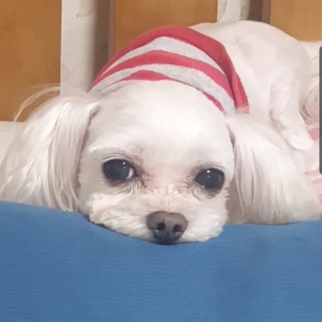 마드로스정