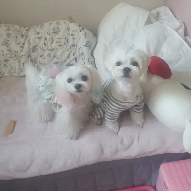여꼬넹
