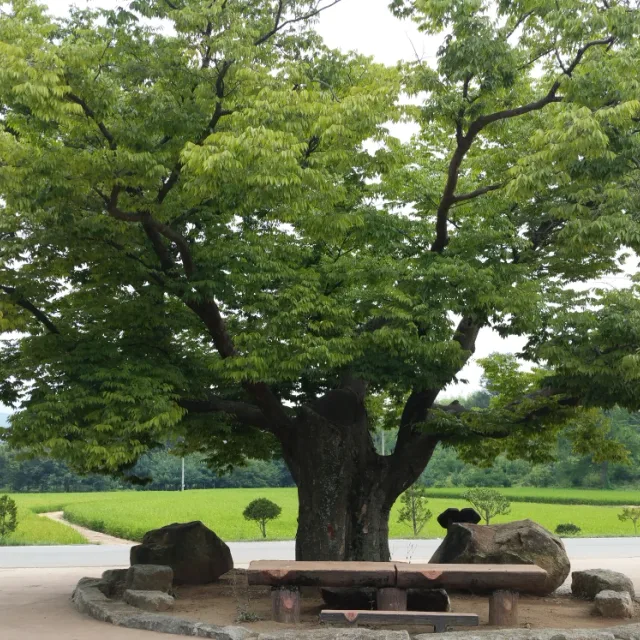 느티나무
