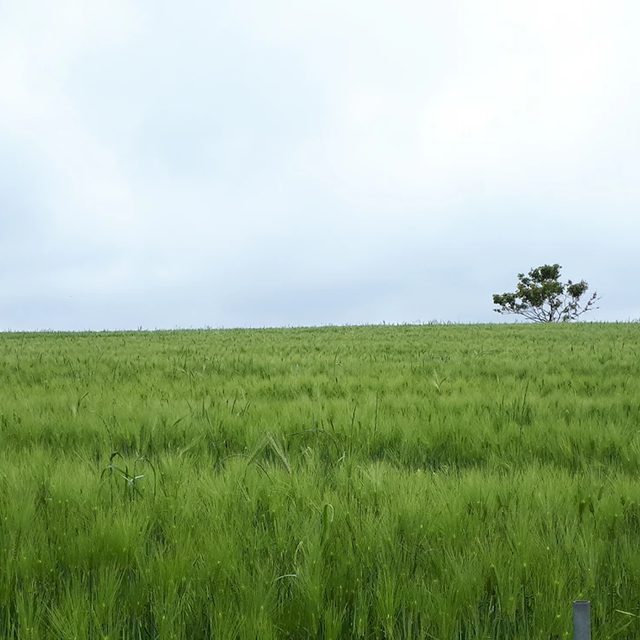 꼬모
