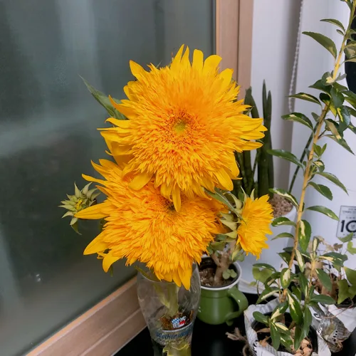 오복이네