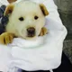흰둥이