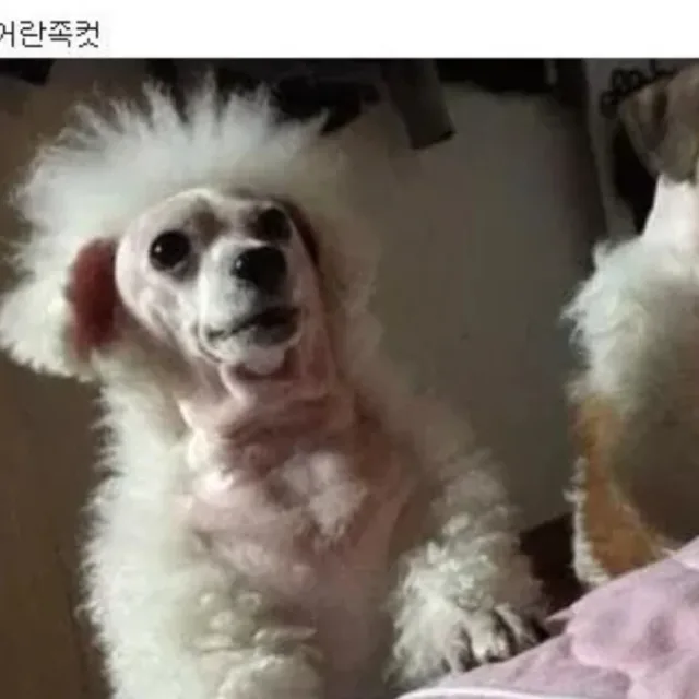 배만이