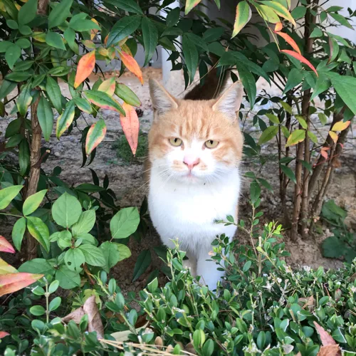 냥냥