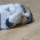 혀니