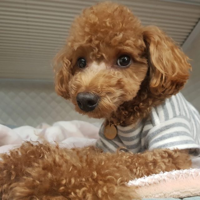 꼬몽맘