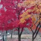 아롱이