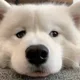 민초