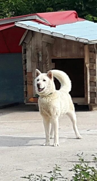 도도