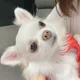 코코맘