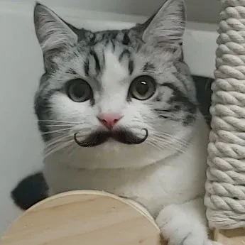 딘두