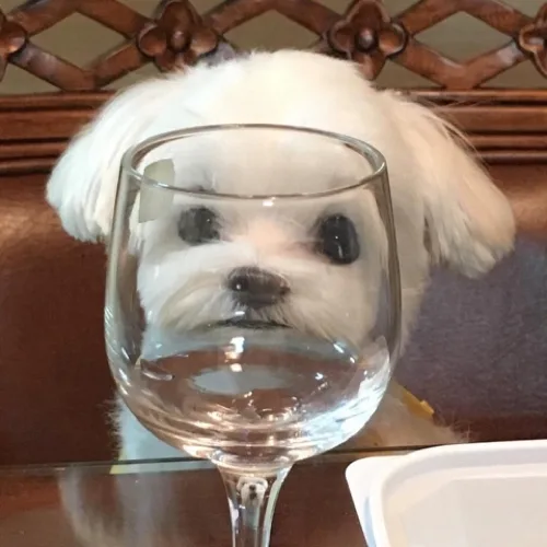 맥시멀리스트