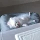 시로이