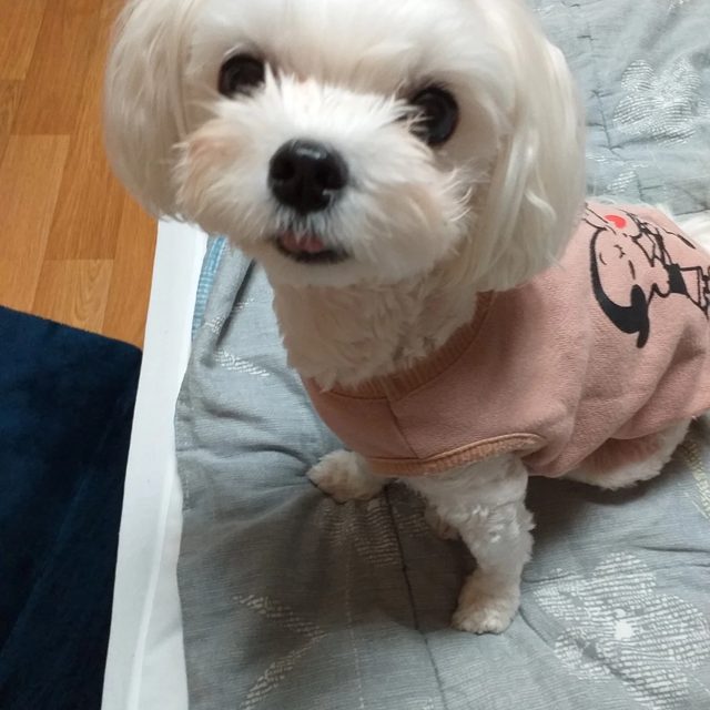 신삐맘