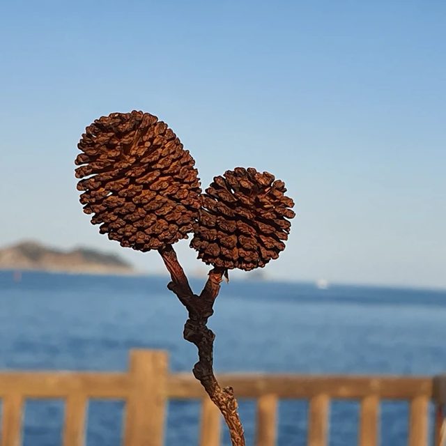 제주사나이