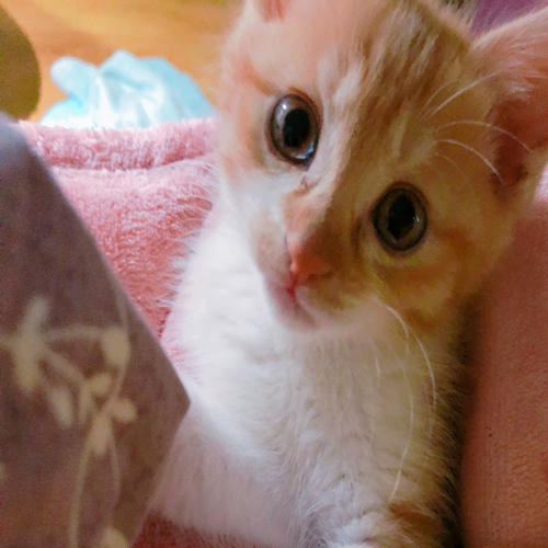 윤댕