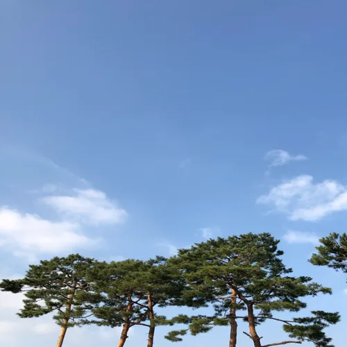 호박고구마