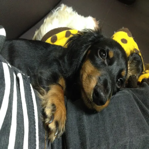 본제네럴