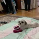 하미찡