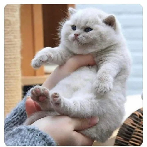 야숭