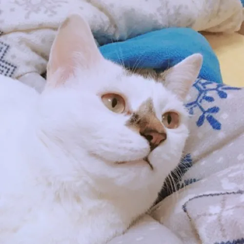 첨이