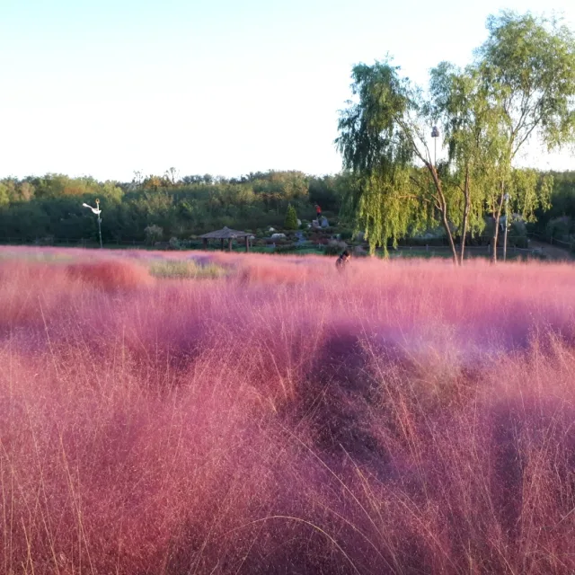 트윙클