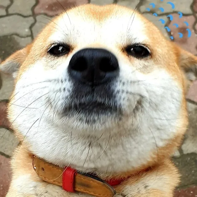 다우네