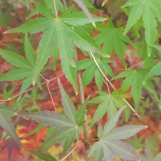 당근당