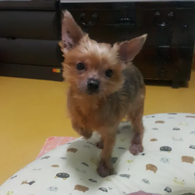 순이