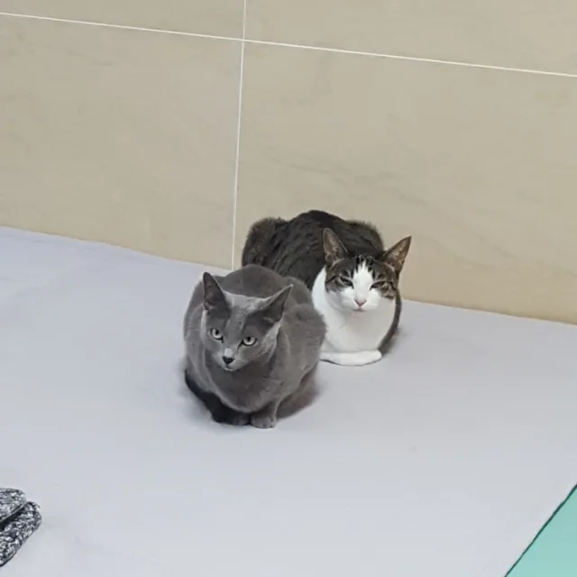 콩두부