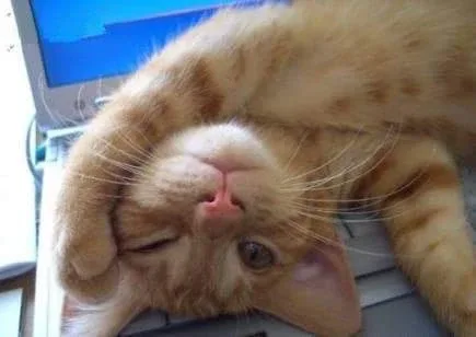 나양이