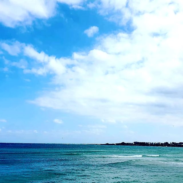 세화바라기