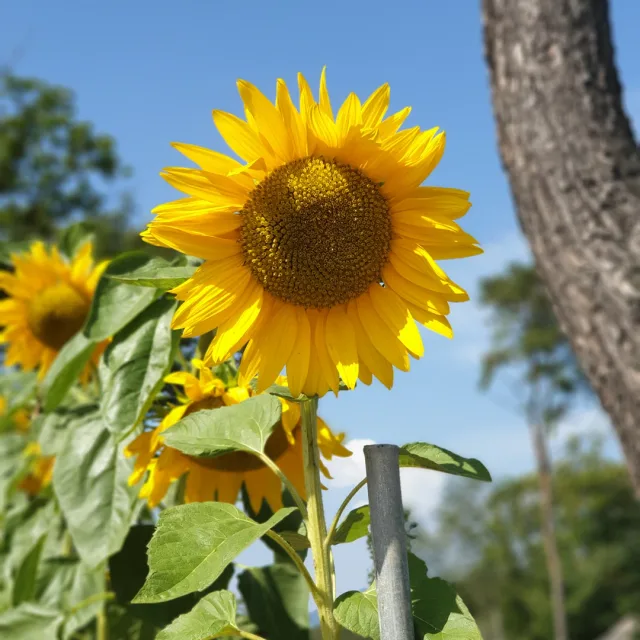 피치복숭