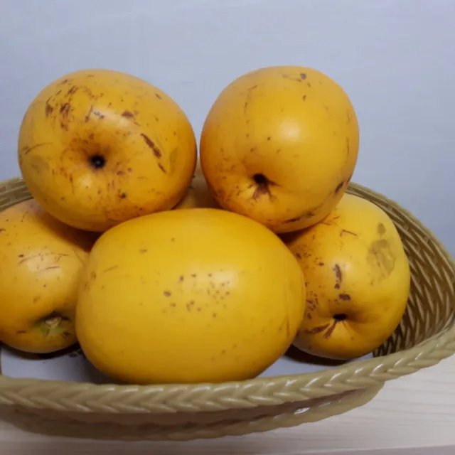 샛별