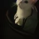 라현