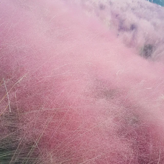 핑크