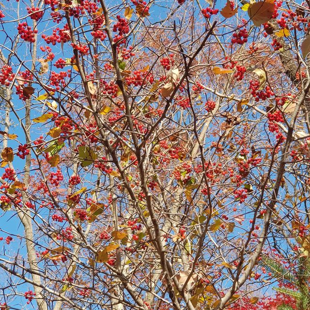 산수유