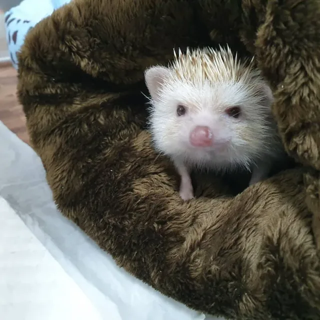 토리아빠